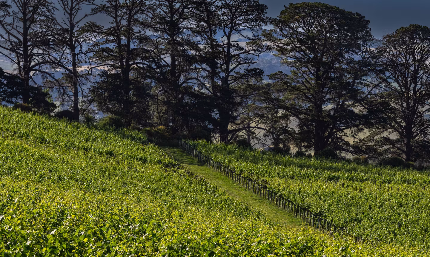 Bellvale Wine